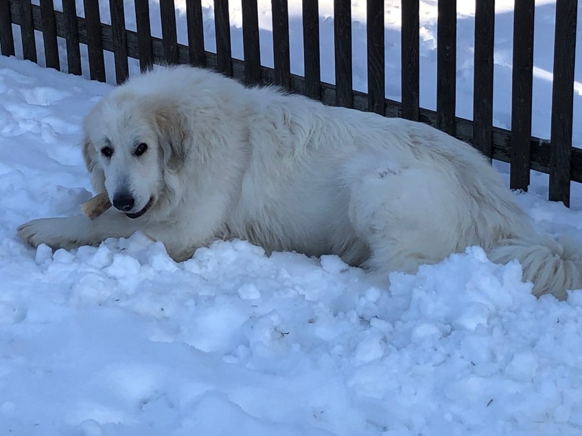 Die Bella mit ihrem Nageknochen in ihrem Garten