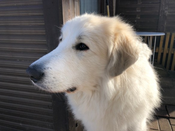 Ich bin Annastasia Isabella Prinzessin Idefix vom Ehrenberger Hof. Ich bin eine Pyrenäenberghündin