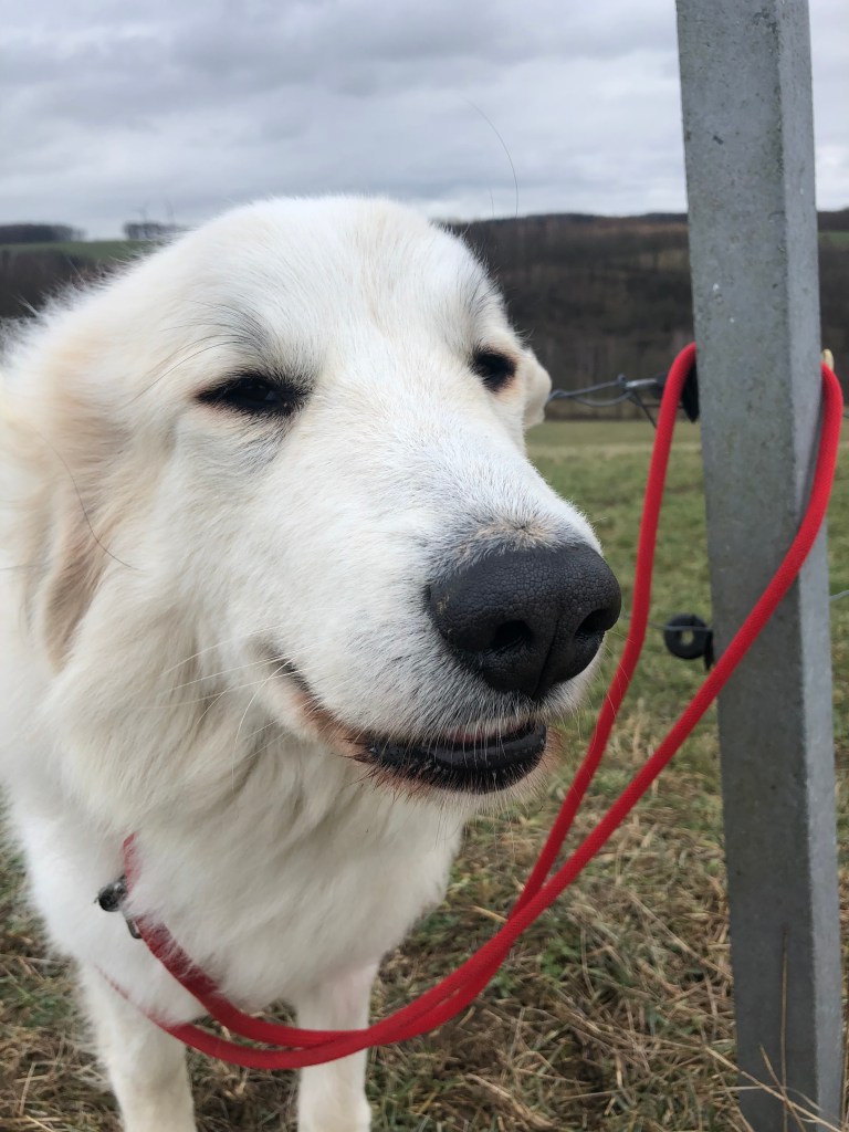 Glückliche Bella beim Spaziergang