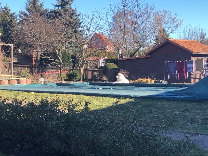 Die Bella liegt gemütlich an ihrem Pool