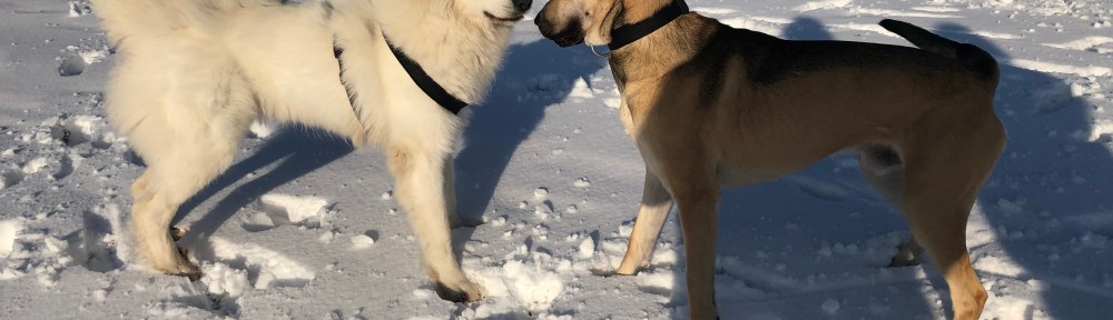Die Bella hat einen neuen Freund getroffen