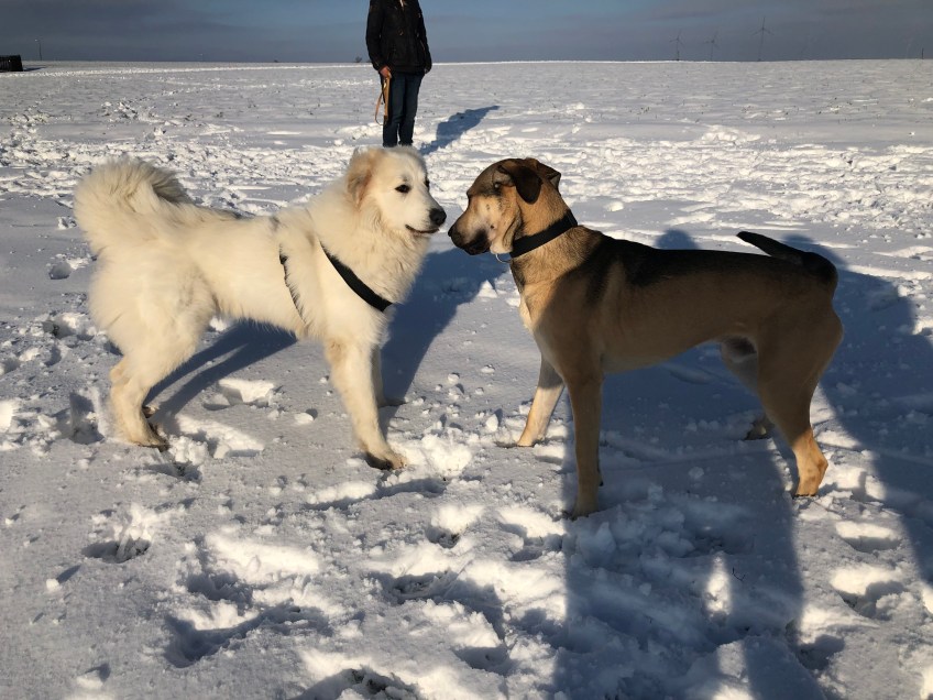 Die Bella hat einen neuen Freund getroffen