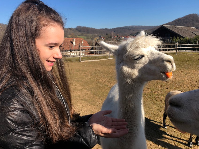 Alpakafütterung
