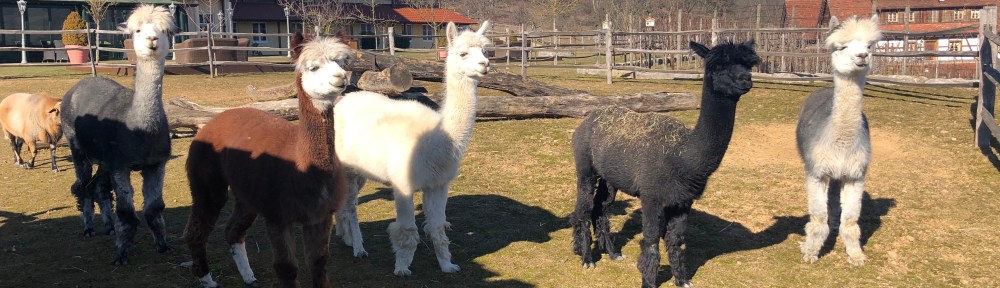 Zoobesuch: Alpakas bestaunen die Menschen