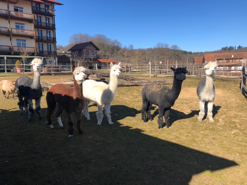 Zoobesuch: Alpakas bestaunen die Menschen