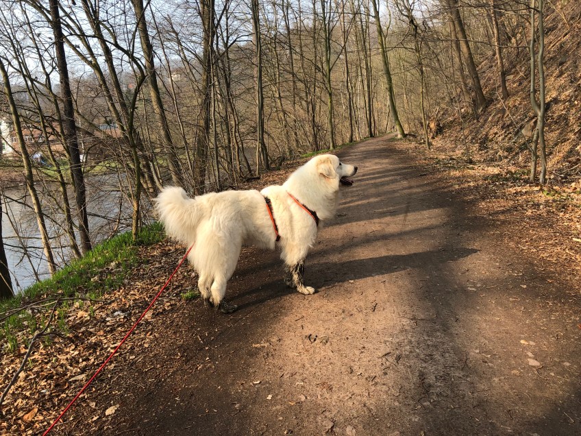 Die schöne Pyriprinzessin Bella auf dem Zschopautalweg