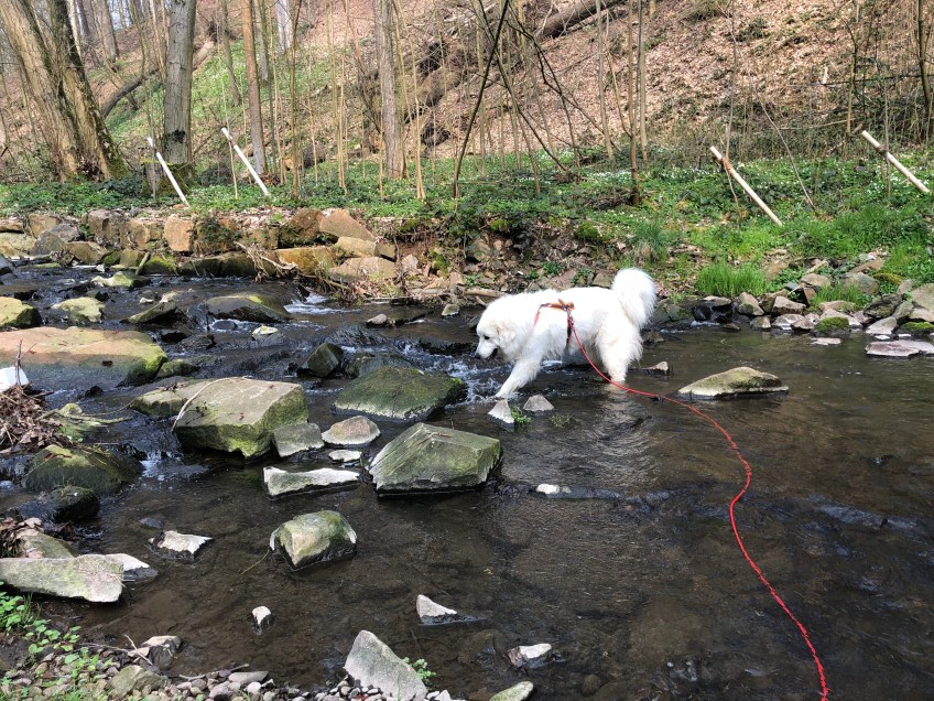 Pfötchen im Gottesaubach sauber waschen