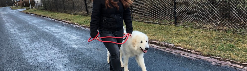 Die Bella macht mit ihrer großen Menschenschwester einen Abendspaziergang