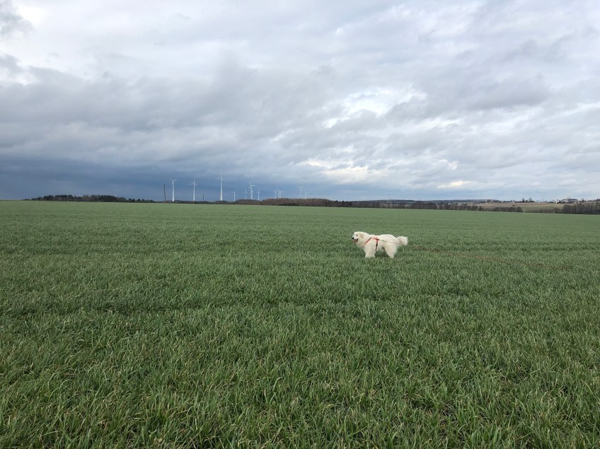 Die Bella auf dem großen Feld