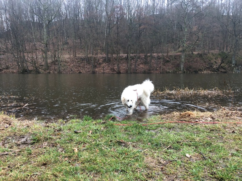 … aber die Bella geht trotzdem ins Wasser.
