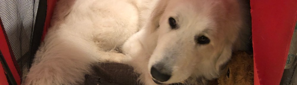 Die Bella auf ihrem Kuschelkissen im kleinen roten Ferienhäuschen