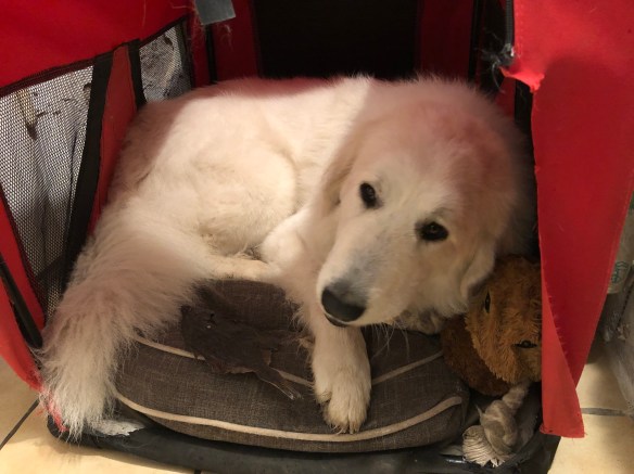 Die Bella auf ihrem Kuschelkissen im kleinen roten Ferienhäuschen