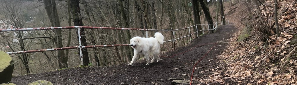 Die Bella wandert durch den Stadtpark