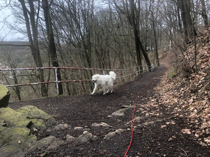 Die Bella wandert durch den Stadtpark