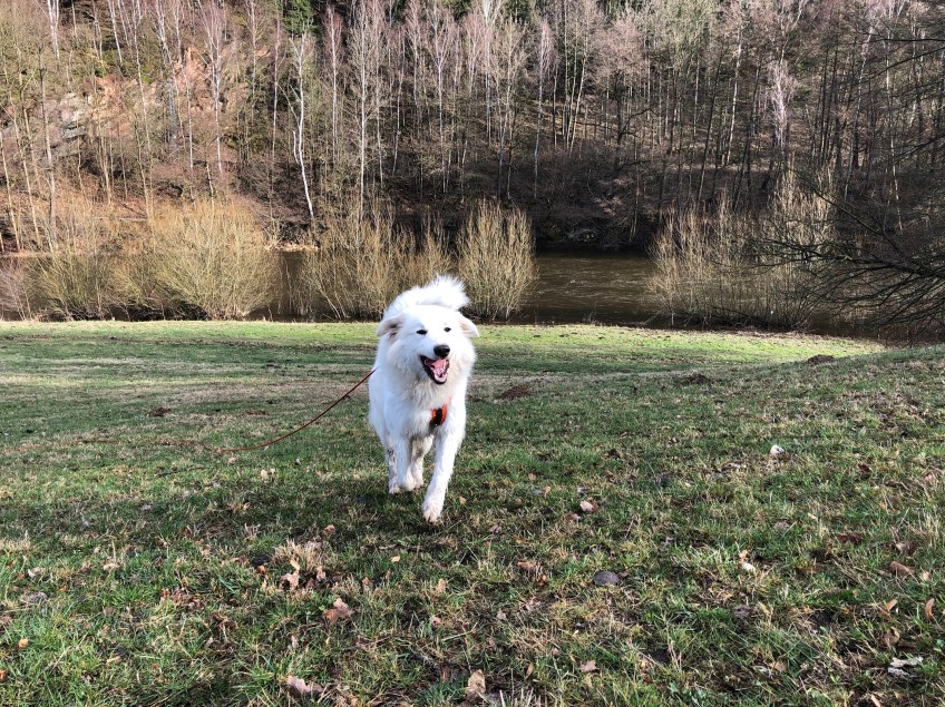 Da lacht die Bella! Spazierengehen mit meinen Menschen ist sooooo schön!