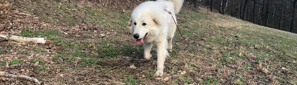 So sieht eine glückliche Pyri aus