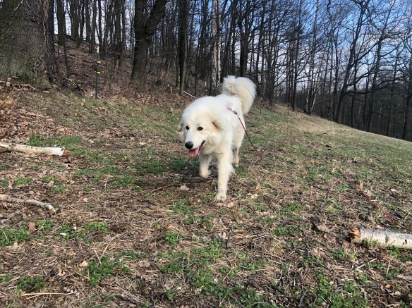 So sieht eine glückliche Pyri aus