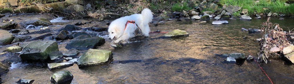 Im Gottesaubach Pfötchen abkühlen