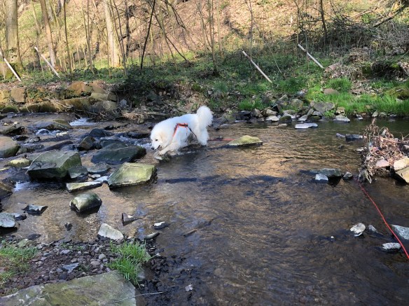 Im Gottesaubach Pfötchen abkühlen