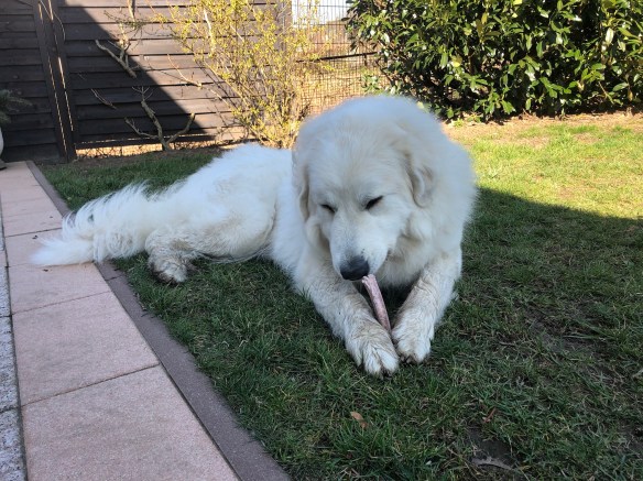 Die Bella kaut einen Knochen …