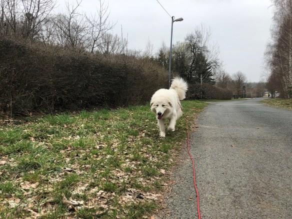 Da kommt die wilde Bella