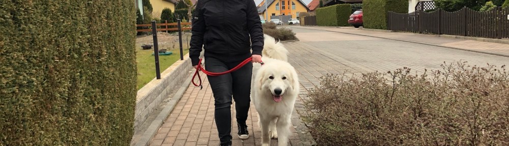 Die Bella geht mit ihrer großen Menschenschwester in ihrem Wohngebiet spazieren