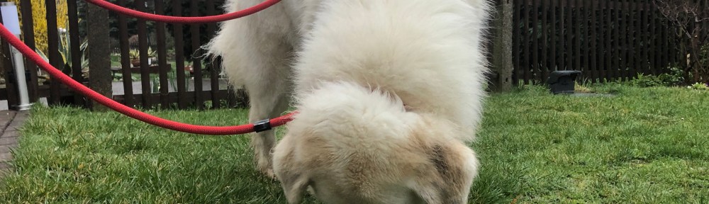 Die kleine Bella zupft frisches, leckeres Gras