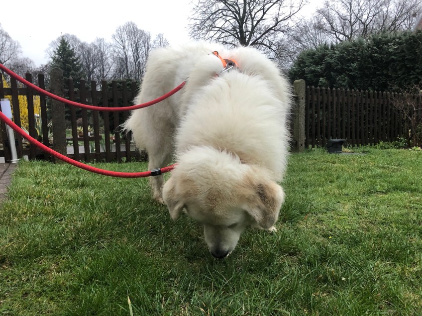 Die kleine Bella zupft frisches, leckeres Gras