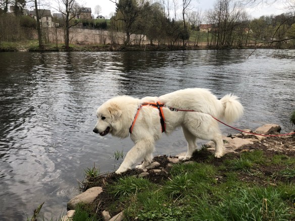Die Bella schlendert am großen Fluß mit dem komischen Namen