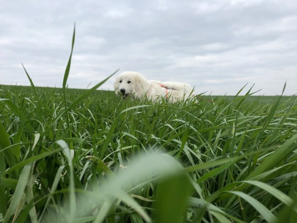 Guggug, die Bella im hohen Gras