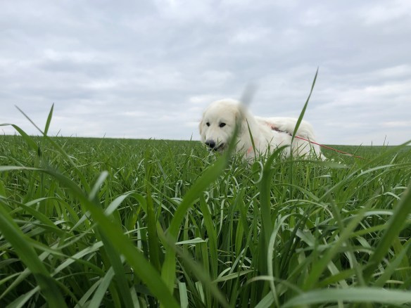 Ich bin viel höher als das hohe Gras