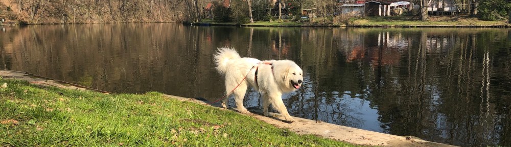 Eine wunderschöne Pyrenäenbergprinzessin am großen Fluß mit dem komischen Namen