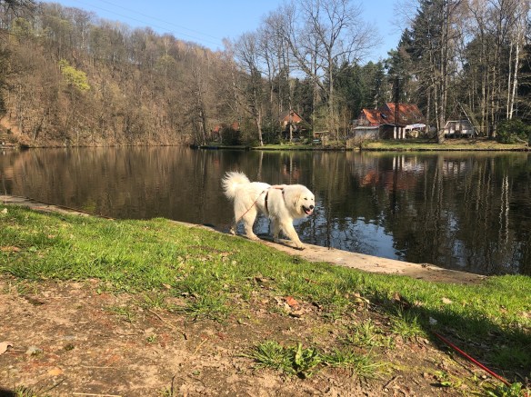 Eine wunderschöne Pyrenäenbergprinzessin am großen Fluß mit dem komischen Namen