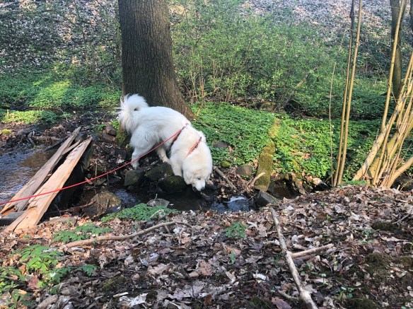 Die Bella am kleinen Bächlein
