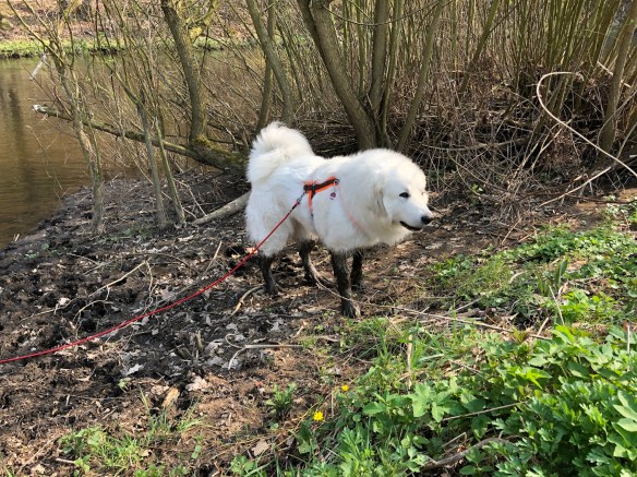 Jetzt bin ich eine Schwarzstrumpfpyrenäenberghündin