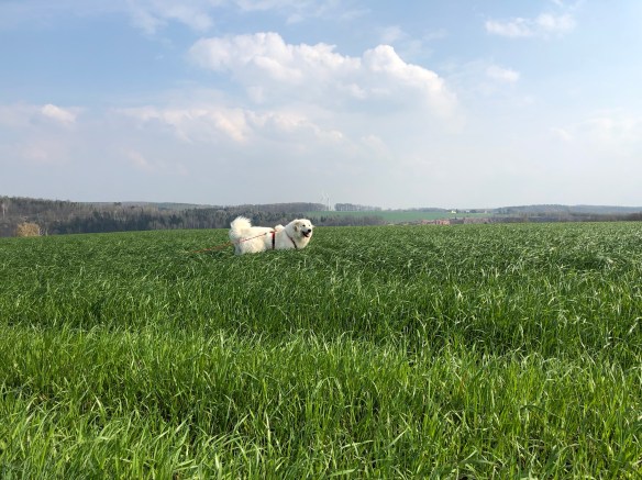Die Bella auf dem großen Feld