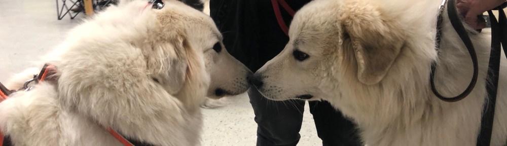 Die Bella und ihr hübscher kleiner Bruder Aragón