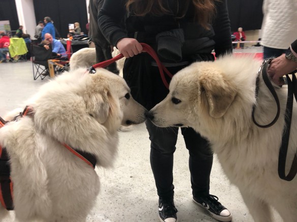 Die Bella und ihr hübscher kleiner Bruder Aragón