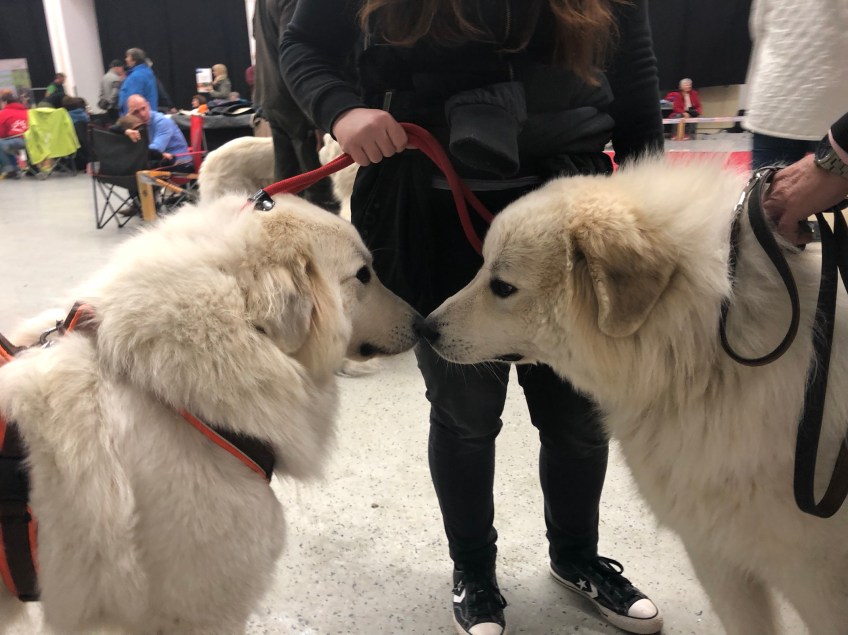 Die Bella und ihr hübscher kleiner Bruder Aragón