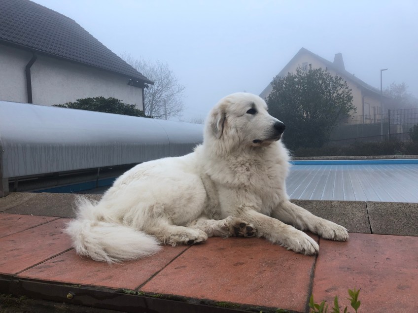 Eine Pyrenäenberghündin im Nebel