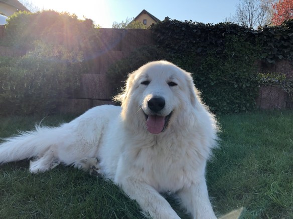 Da lacht die Pyriprinzessin