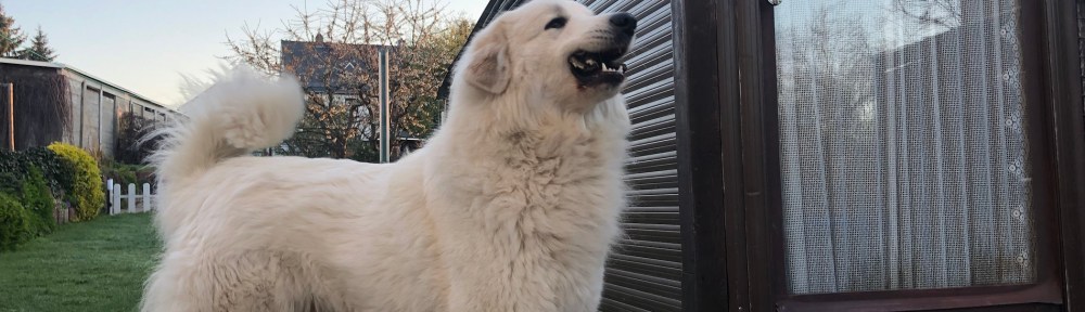 Die Bella hat einen Pansenstreifen. Den gebe ich niemalsnicht her!