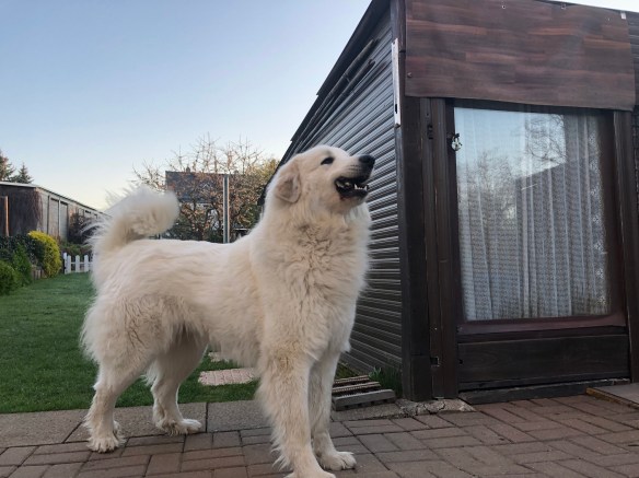 Die Bella hat einen Pansenstreifen. Den gebe ich niemalsnicht her!