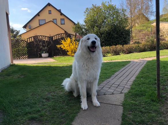 Die Pyriprinzessin in ihrem Garten. Gleich geht es zur Hundeschule!