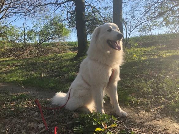 Die Bella macht im kleinen Wäldchen brav Sitz