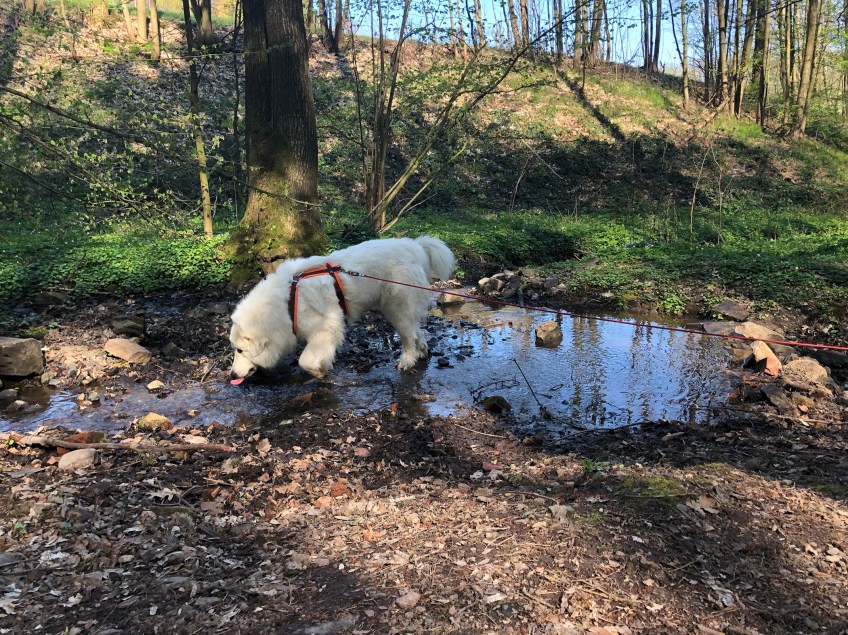 Im kleinen Bächlein was trinken