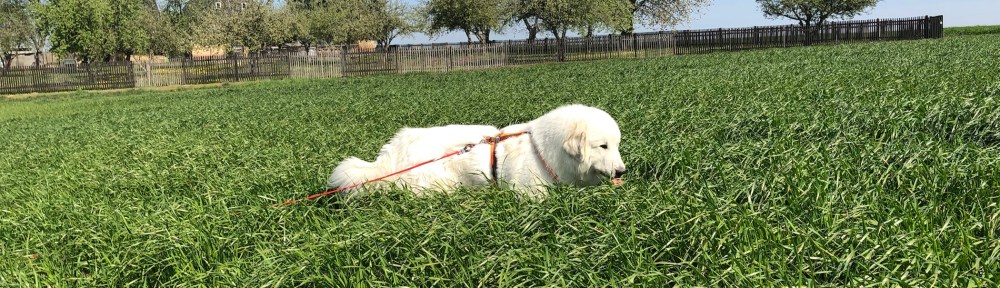 Die Bella im hohen Gras