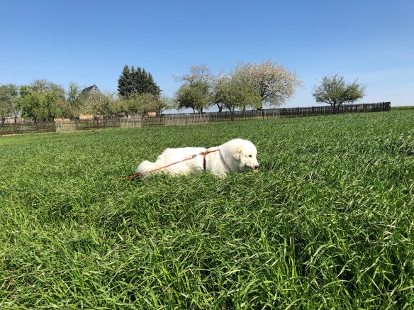 Die Bella im hohen Gras