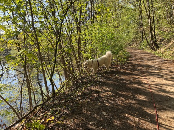 Die Bella auf dem Zschopautalwanderweg