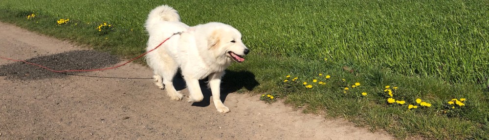 Die Bella wandert auf dem Feldweg zum großen Fluß mit dem komischen Namen